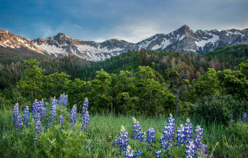 Картинка природа луга простор