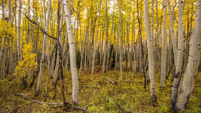 Обои картинки фото природа, лес, простор