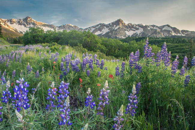 Обои картинки фото природа, луга, простор