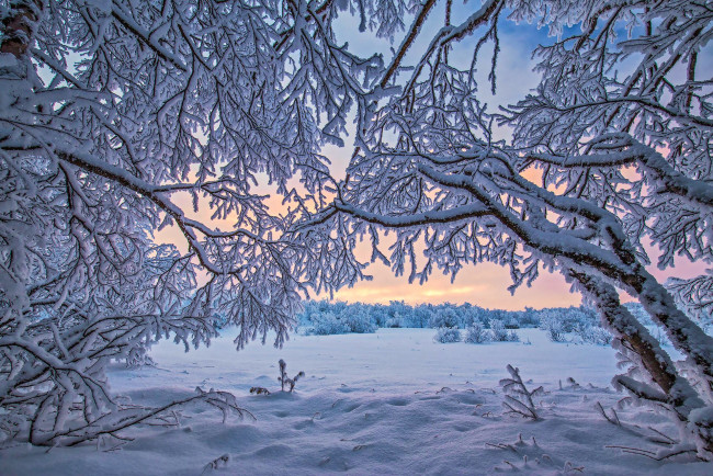 Обои картинки фото природа, зима, finland, lapland, финляндия, лапландия, снег, деревья
