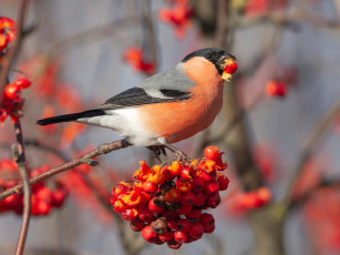 Картинка животные снегири рябина снегирь птичка красные плоды