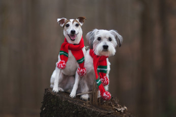 Картинка животные собаки фон взгляд