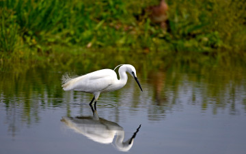 Картинка животные цапли +выпи боке отражение вода цапля