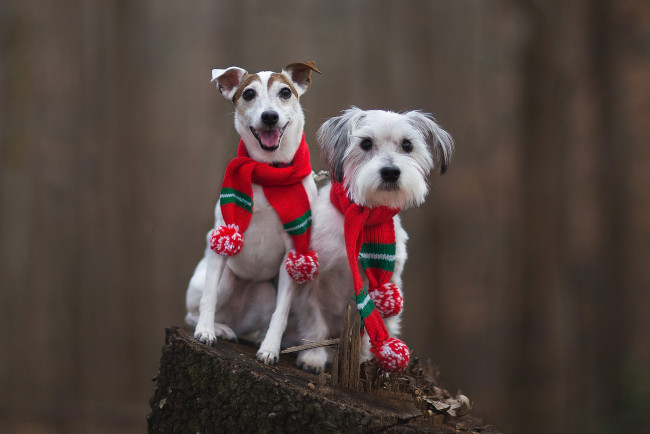 Обои картинки фото животные, собаки, фон, взгляд