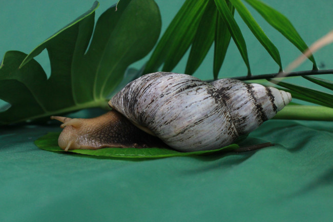 Обои картинки фото животные, улитки, листья, улитка