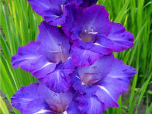 Картинка цветы гладиолусы лиловый гладиолус