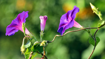 обоя цветы, вьюнки,  ипомеи, лиловые