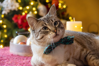 Картинка животные коты кот кошка