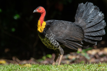 Картинка животные птицы птица