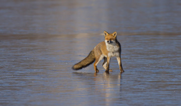 Картинка животные лисы лиса