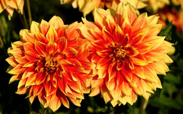 обоя цветы, георгины, хризантемы, оранжевый, цветение