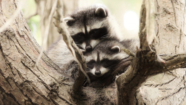 Обои картинки фото животные, еноты