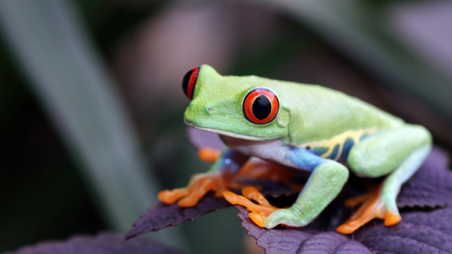 Обои картинки фото животные, лягушки, взгляд, поза, листок, лягушка, зеленая, боке, древесная, красноглазая, квакша