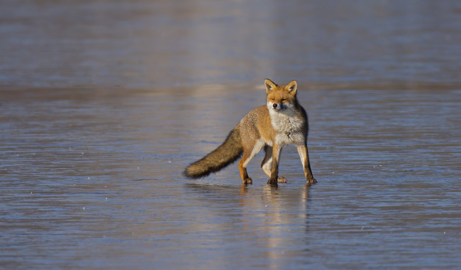 Обои картинки фото животные, лисы, лиса