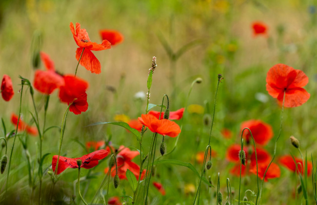 Обои картинки фото цветы, маки