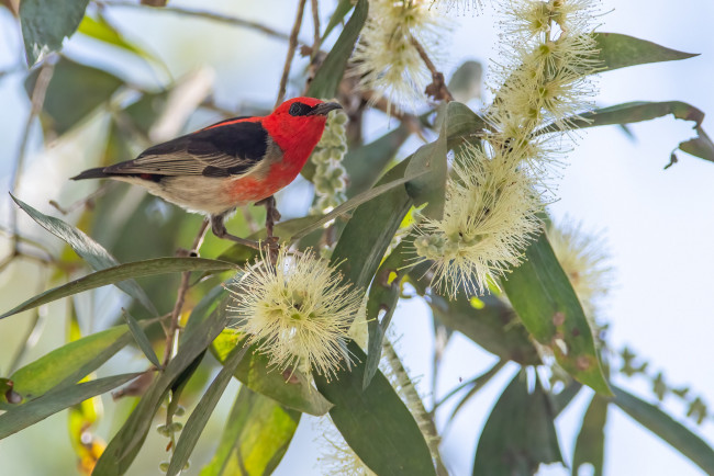 Обои картинки фото животные, птицы, птица