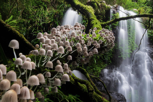 Обои картинки фото природа, грибы, грибная, семейка