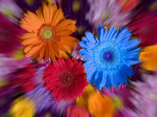 Картинка цветы герберы