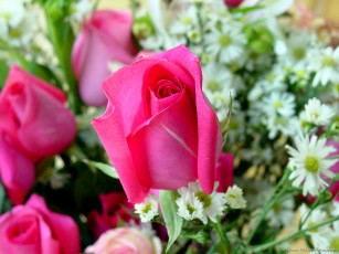 Картинка цветы разные вместе