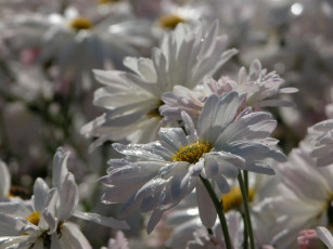 Картинка цветы ромашки