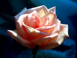 Картинка цветы розы