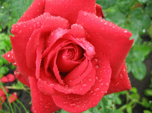 Картинка цветы розы