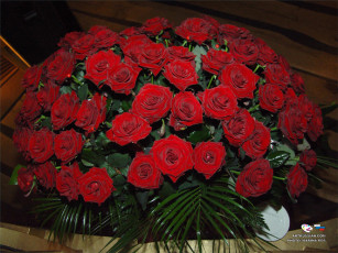 Картинка цветы розы