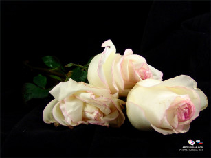 Картинка цветы розы