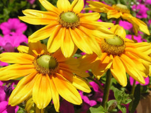 Картинка цветы рудбекия