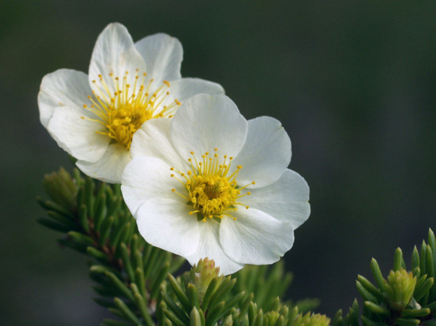 Обои картинки фото цветы