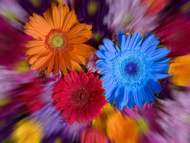 Обои картинки фото цветы, герберы