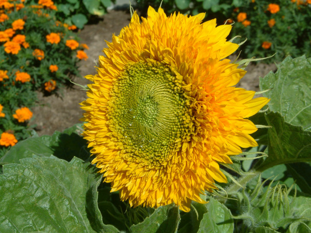 Обои картинки фото цветы, подсолнухи