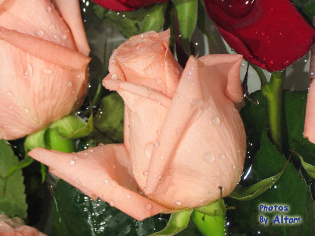 Обои картинки фото цветы, розы