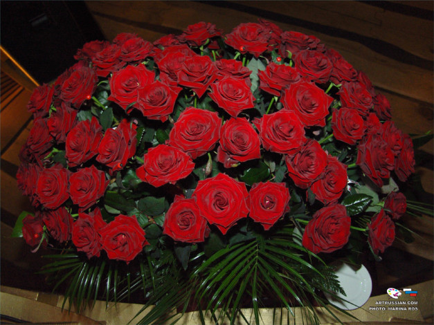 Обои картинки фото цветы, розы