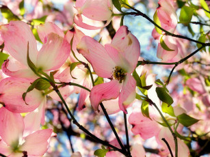 Картинка цветы кизил