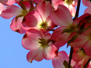 Картинка цветы кизил