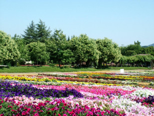 Картинка цветы разные вместе