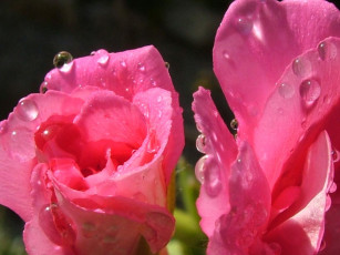 Картинка цветы розы