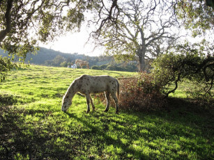 Картинка животные лошади