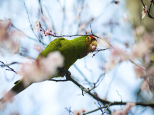 Картинка животные попугаи
