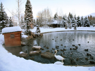 Картинка животные утки