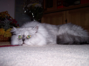 Картинка животные коты