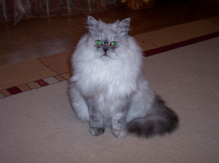 Картинка животные коты