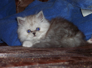 Картинка животные коты