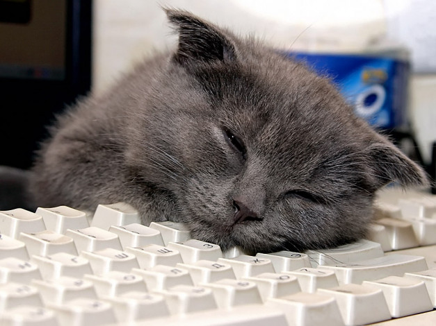 Обои картинки фото miika, сладкие, сны, животные, коты