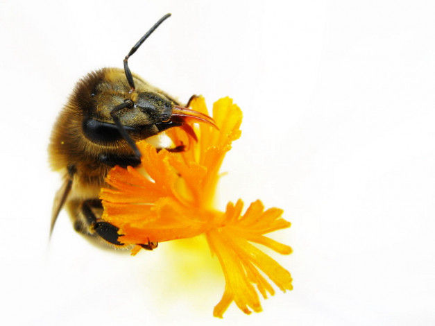 Обои картинки фото животные, пчелы, осы, шмели