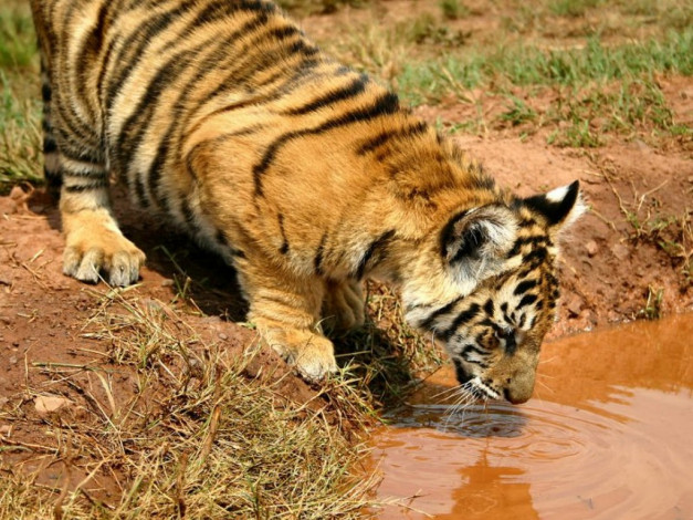 Обои картинки фото животные, тигры