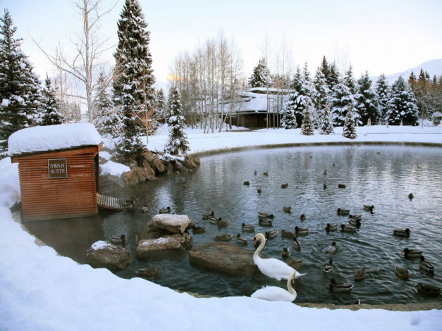 Обои картинки фото животные, утки