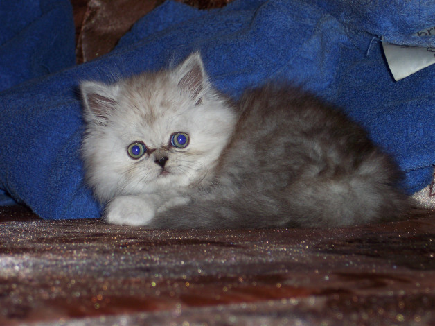 Обои картинки фото животные, коты