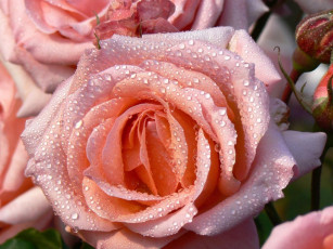 Картинка цветы розы